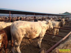 �Ĵ���Ԫ����ȫ��ֳ��ţ������60����Ԫ