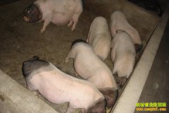 [ũ�����]ͨ������ֳ������Ƶ