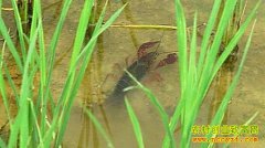 �Ĵ��������Ĺ�����ϺЧ���