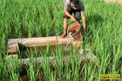 �Ĵ������أ����������ũ���¸�����Ŀ