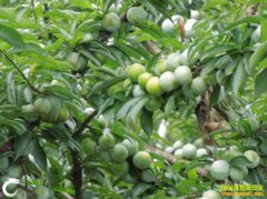 �����غӣ�����������¸�����ũ����ֲ�¸�����Ŀ