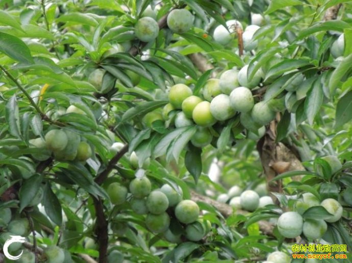 �����غӣ�����������¸�����ũ����ֲ�¸�����Ŀ