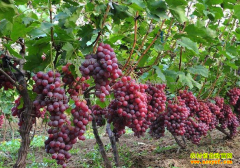 ����������ֲ������� ���Ѽ۸��µ�