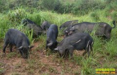 �Ĵ�����ص��ͻ��紴ҵ�������������¸�