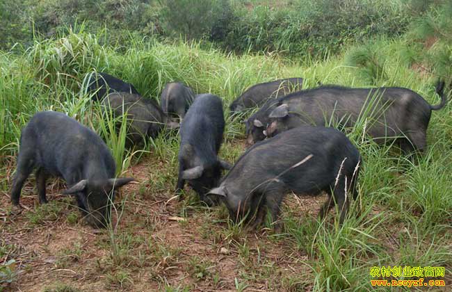 �Ĵ�����ص��ͻ��紴ҵ�������������¸�