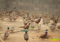 ������������Ů��ʿ�ി��Ұ�� 3���������ǧ��