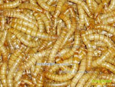 �Ʒ۳���ֳ�������Ʒ۳����������Ҫ��