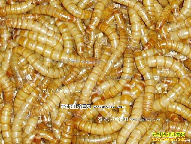 �Ʒ۳���ֳ�������Ʒ۳����������Ҫ��