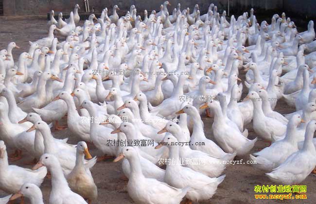 ���ϻ�Ρ�Ѽ˾��¹�ǿ��ֳ��Ѽ��������10��