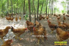 ����������ũ������������ＦЧ��ó��¸�����Ŀ