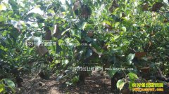 ��������Ů����֣��Ÿ��ֲ�ƽ���ȥ�����۶��683��Ԫ