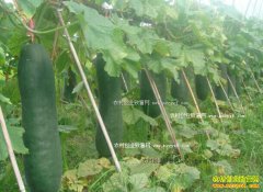 ����������ΰ����ֲ��Ƥ����ÿĶЧ��6000Ԫ