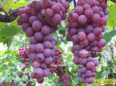 �����뽭��Ծ�ȣ�����԰��ժ�� �ܶ���ƷҰζ