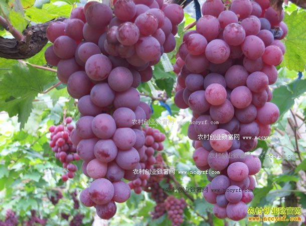 �����뽭��Ծ�ȣ�����԰��ժ�� �ܶ���ƷҰζ