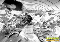 ����ǭ������Ĥ��ź��ֲ��ũ���¸�����Ŀ