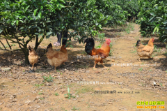 ���Ϲ���Ҧʦ����԰����Ч���