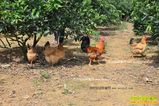 ���Ϲ���Ҧʦ����԰����Ч���