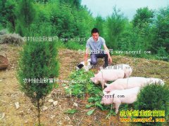 ������ɽ��ѧ�����±���̬��������Ч��ɹ�