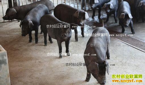 ���ݷ������ϱ��������������¸���