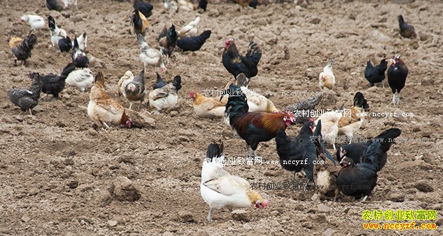 [ÿ��ũ��]�ؾ��̻������¸�ԭ�Ĳؼ���׬Ǯ