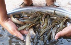 ͥԺ������������ͥԺ������ֳ����Ҫ��