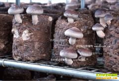 ��������80��С��������ֲʳ�þ������¸�