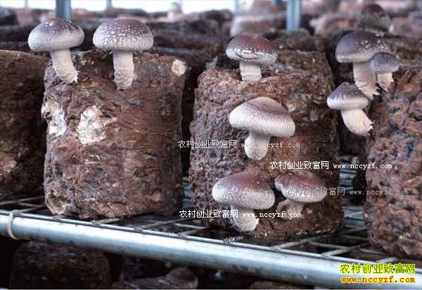 ��������80��С��������ֲʳ�þ������¸�