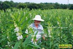 ɽ�����ԣ���ֲ֥���ũ���¸�����Ŀ