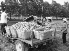 ɽ�����ϣ����ź������������۸����·����