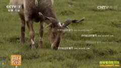 [ÿ��ũ��]��ֳ���ذ�����������ĲƸ�