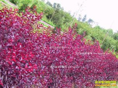 ɽ�����ݣ���ҶС�޹���Ӧ���г�ȱ��