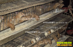 ��̭���ȿ������ʷ���