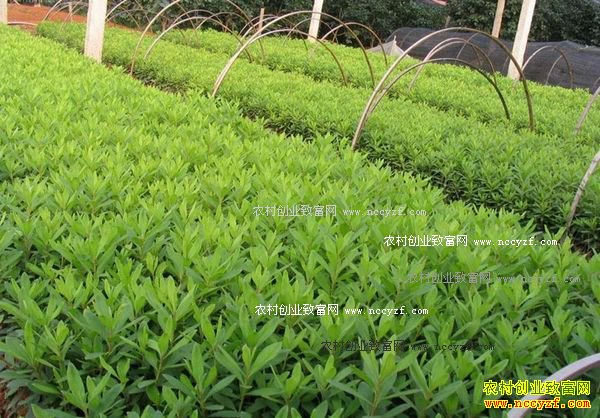 ��ֲʲô��ľ׬Ǯ�������̻���ľǰ����