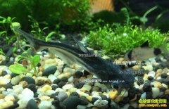 �Ĵ�ͨ��������ֳ��ˮ������׬Ǯ����Ѱ��·