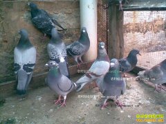 �����������������ֳ�������15�����ƶ����Ŀ