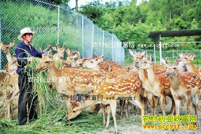 ���Ϲ�����壺��ֳ÷��¹��ũ���¸�����Ŀ