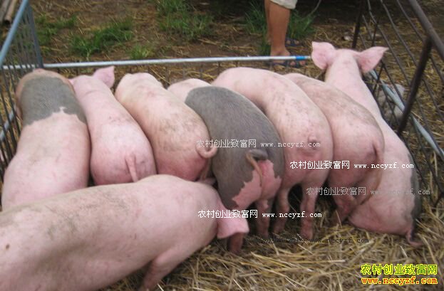 ����̫���Ű��ټ������������¸�·