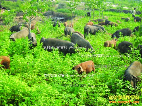 �½���������Ұ���������ɱ���Ч����׬6��