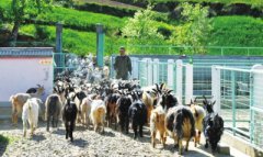 ������ˮ�ص�������ɽ�����׬8��