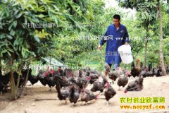 ��������������ɽ��ɢ������ë����50����Ԫ