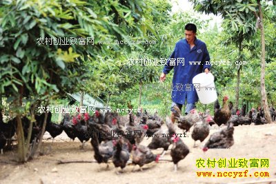 ��������������ɽ��ɢ������ë����50����Ԫ