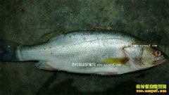 ��������۸����飺�㶫��������۸��¸�