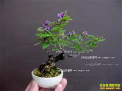 ��ɫ΢���辰�г�ǰ������