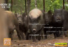 [ÿ��ũ��]������ɽ������Ұ����׬Ǯ