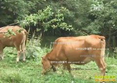 [�Ƽ�Է]���۽�(23)��ţ ��ë����ֳ��Ƶ