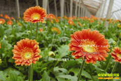 ���պ�����������ֲ���޾�һĶ������5��Ԫ