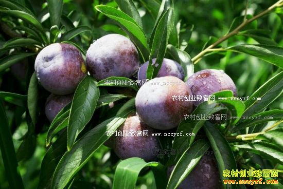 ��������أ���ֲ�������ӳ�ũ���¸�����Ŀ