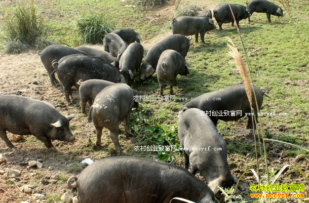 ���ս�կ��������ɽ������ ����������