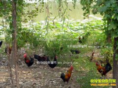 ũ��ɢ����Ӧ������� ũ��ɢ��������