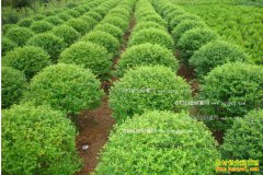 2016�������г���������ʲô��ľ׬Ǯ